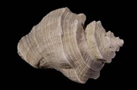 藏品(細腰岩螺)的圖片